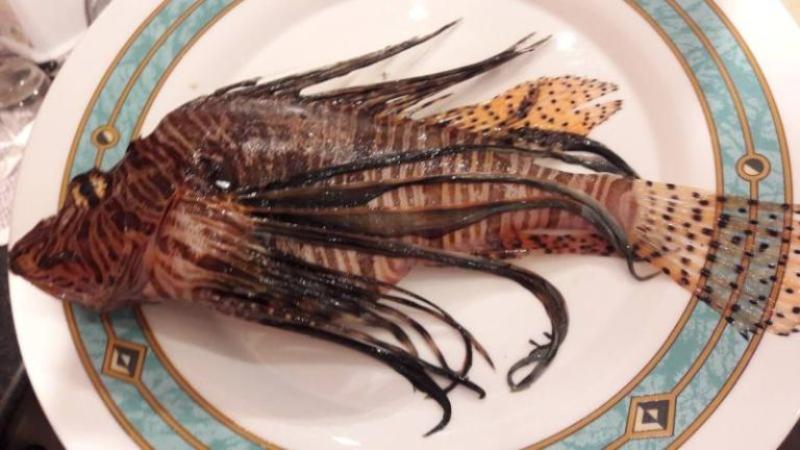 Κρήτη: Το ψάρι που έβαλε στο πιάτο δεν ήταν σκορπίνα – Είναι εξαιρετικά επικίνδυνο (Photos) - Media