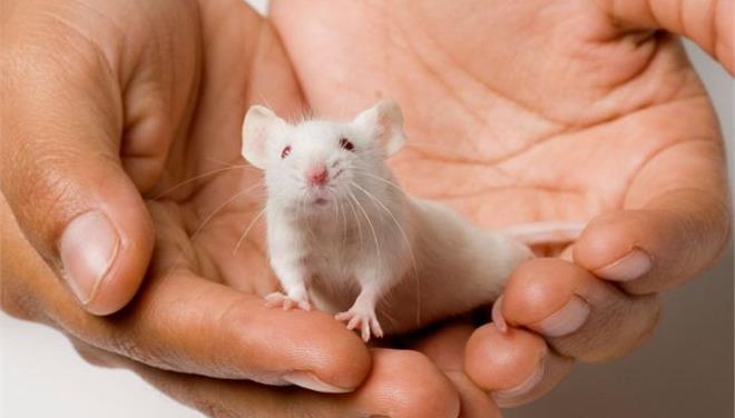 Επιστήμονες μετέτρεψαν αρσενικά ποντίκια σε θηλυκά «παίζοντας» με το DNA τους - Media