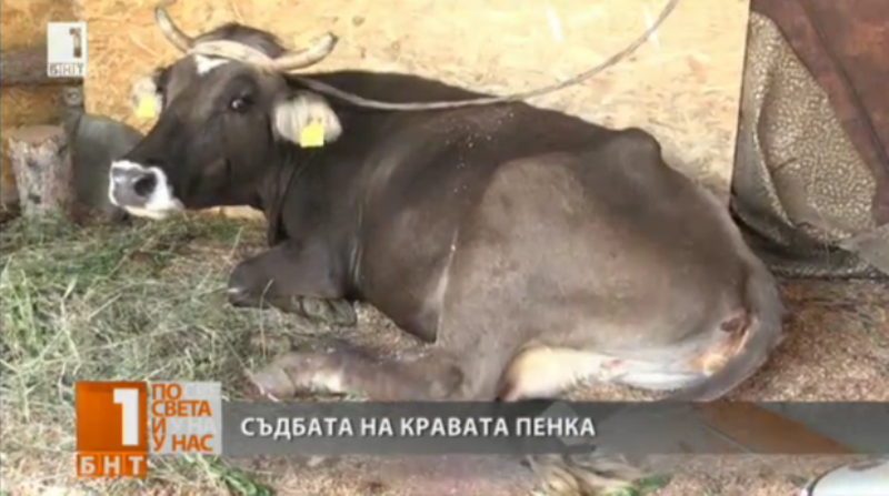 Δεν θα σκοτώσουν την Πένκα - Την αγελάδα που πέρασε παράνομα… τα σύνορα Σερβίας - Βουλγαρίας  - Media