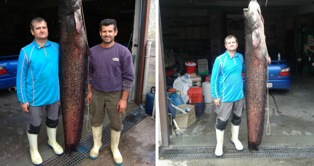 «Ψαρούκλα» 84 κιλών έβγαλε στη λίμνη Πολυφύτου ψαράς (Photos) - Media