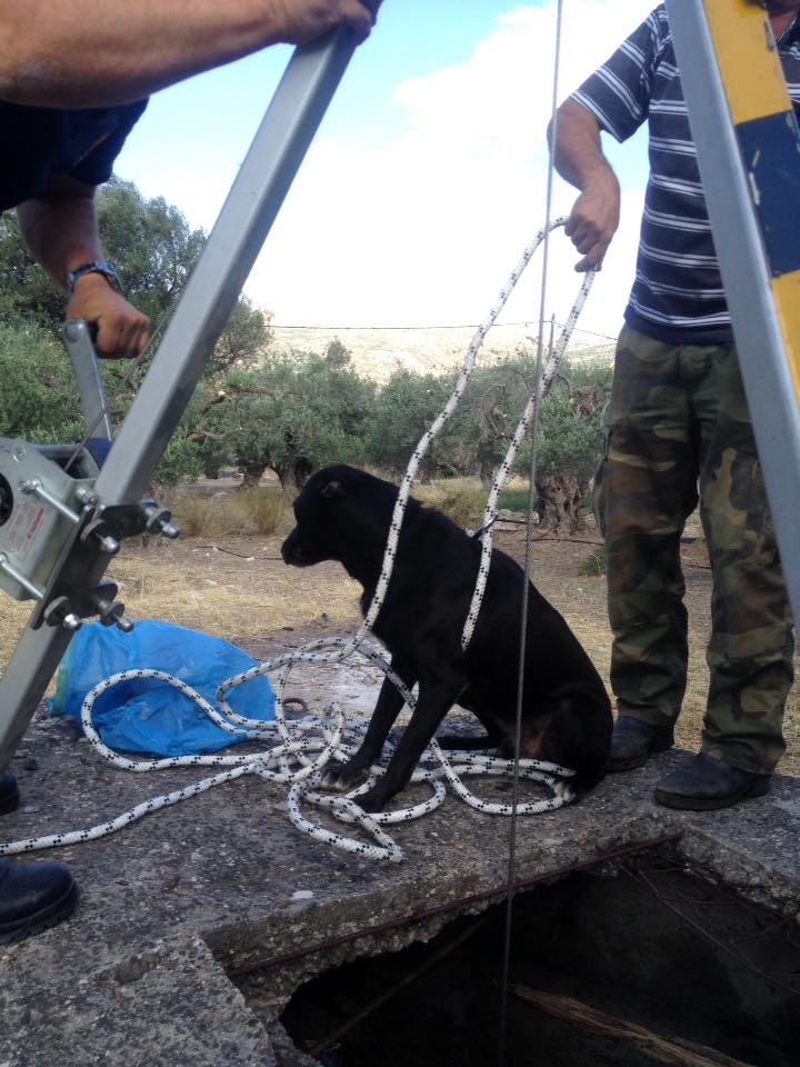 Ηράκλειο: Μάχη με τα κύματα για να σωθεί σκυλάκι - Το «ξεφορτώθηκαν» στη θάλασσα (Video) - Media