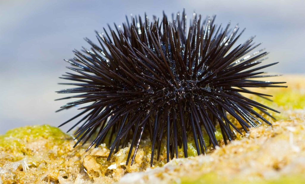 Πατήσατε αχινό; Δείτε πώς να βγάλετε τα αγκάθια - Μια επίπονη διαδικασία - Media