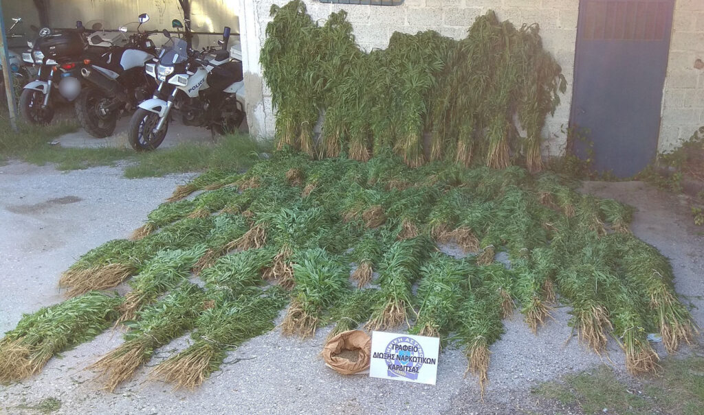 Τεράστια φυτεία κάνναβης στην Καρδίτσα - Καλλιεργούσε 10.564 δενδρύλλια! - Media