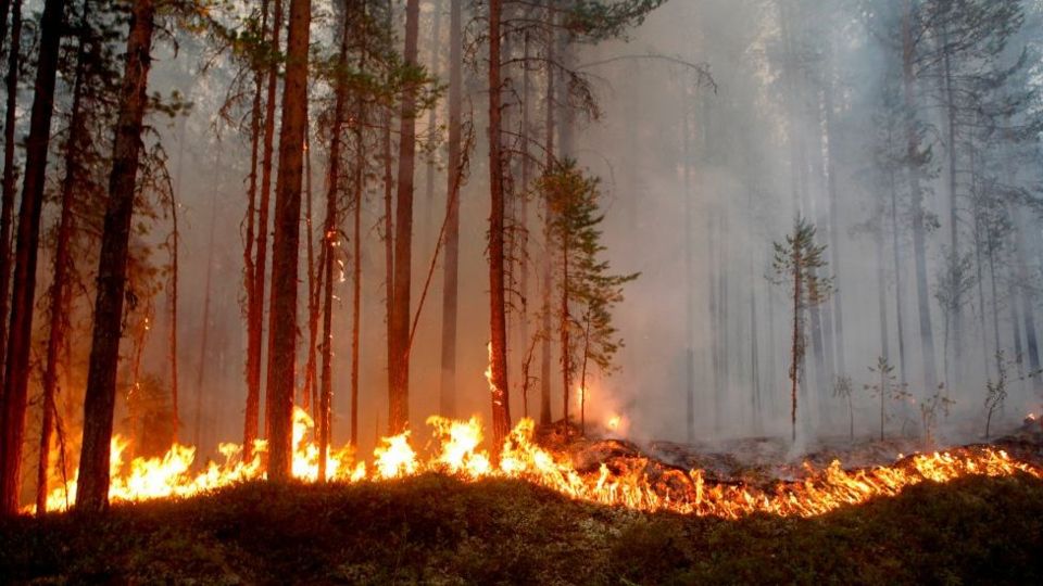 Πυρκαγιές «σαρώνουν» τη Σουηδία - 27 ενεργά μέτωπα μετά από μήνες ξηρασίας - Media