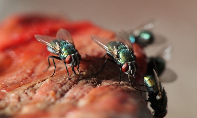 Οι έξυπνοι τρόποι για να εξολοθρεύσετε τις ενοχλητικές μύγες - Media