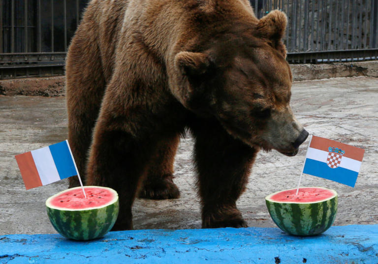 Αρκούδα «βγάζει» το νικητή του Παγκοσμίου Κυπέλλου (Photos) - Media