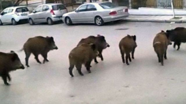 Αγριογούρουνα κάνουν βόλτα στην Αθηνών - Λαμίας - Media