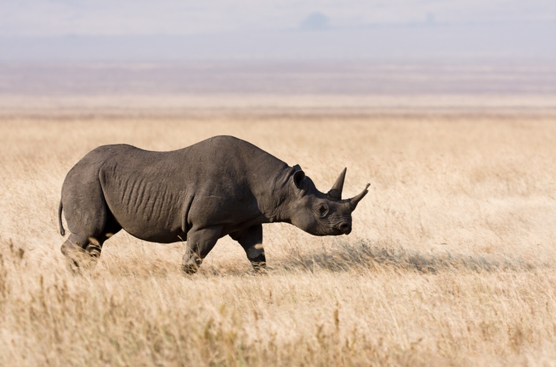 Οικολογική καταστροφή: Πέθαναν κατά τη μεταφορά τους οκτώ απειλούμενοι μαύροι ρινόκεροι - Media