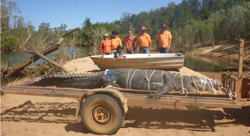 Αυστραλία: Κροκόδειλος – τέρας 600 κιλών πιάστηκε μετά από 8 χρόνια κυνηγητού (Photos/Video) - Media