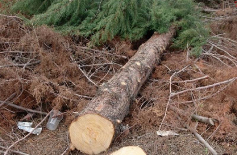 Τραγωδία στην Πρέβεζα: Τον καταπλάκωσε δένδρο που πήγε να κόψει - Media