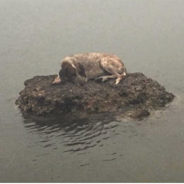 Σώθηκε το σκυλάκι που ανέβηκε στον βράχο καταμεσής της θάλασσας για να γλυτώσει από τις φλόγες  - Media