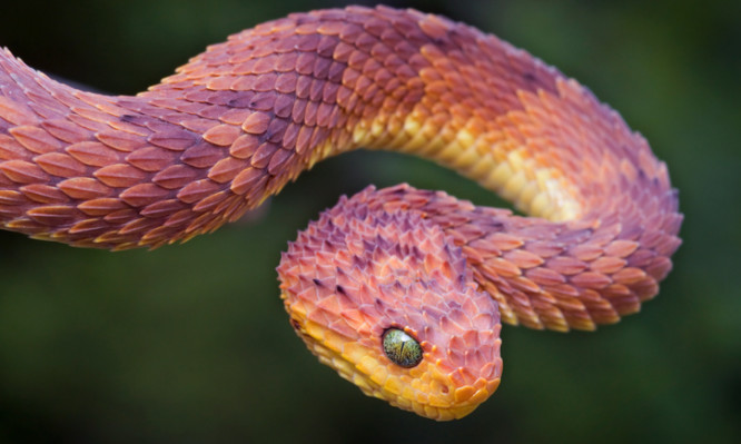 Φίδια: Σε ποιες χώρες είναι πιο επικίνδυνο το δάγκωμά τους - Media