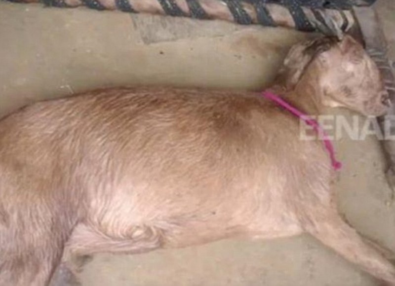 Οκτώ μεθυσμένοι άνδρες έκλεψαν και βίασαν έγκυο κατσίκα - Το ζώο υπέκυψε στα τραύματα του - Media