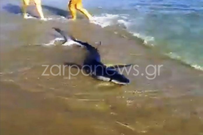Καρχαριάκι βγήκε σε παραλία των Χανίων (Video) - Media