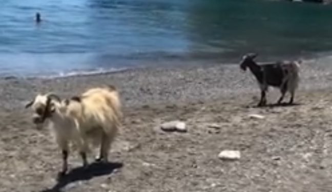 Βίντεο: Ούτε οι κατσικούλες παλεύουν τη ζέστη - Κατέβηκαν …παραλία! - Media