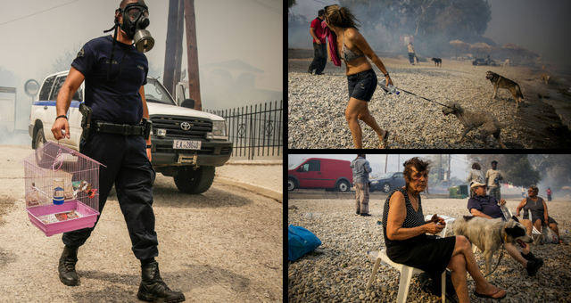 Κινέτα: Επιχείρηση διάσωσης και για τα ζωάκια -  Aστυνομικός σώζει παπαγάλο από τη φωτιά (Photos) - Media