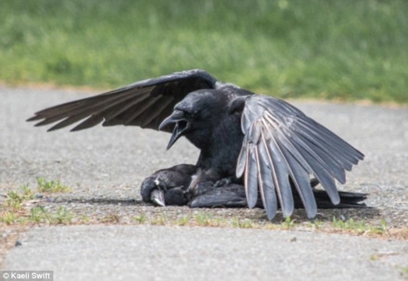Νεκροφιλία: Τα κοράκια προσπαθούν να κάνουν σεξ με πτώματα άλλων πουλιών (Video) - Media