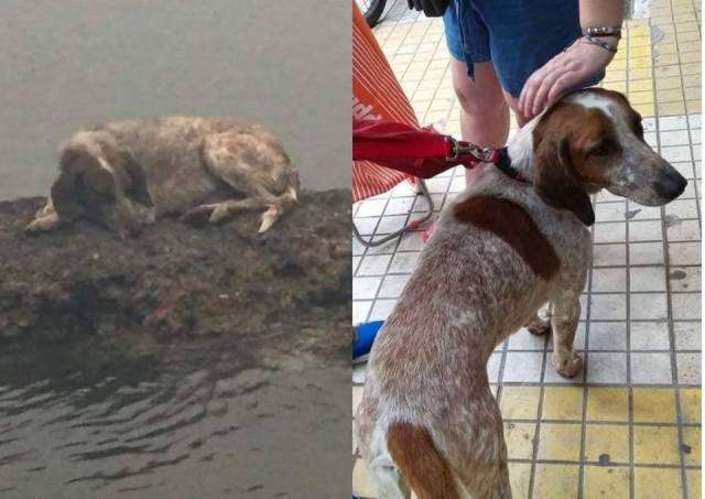 Λούα, το σκυλάκι – σύμβολο επιβίωσης! - Πως σώθηκε από την πυρκαγιά κάνοντας τον βράχο... σανίδα σωτηρίας (Photos) - Media