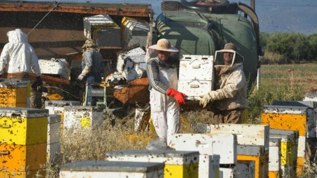 Τον «σκότωσαν» οι μέλισσες μετά από τροχαίο - Media