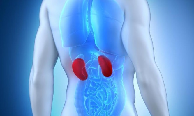 Νεφρά: Το οκτώ «ύπουλα» συμπτώματα που δείχνουν ότι κινδυνεύετε - Media