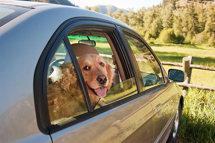 Καβάλα: Άφησε τον σκύλο του κλεισμένο στο αυτοκίνητο με την αφόρητη ζέστη και το πλήρωσε  - Media