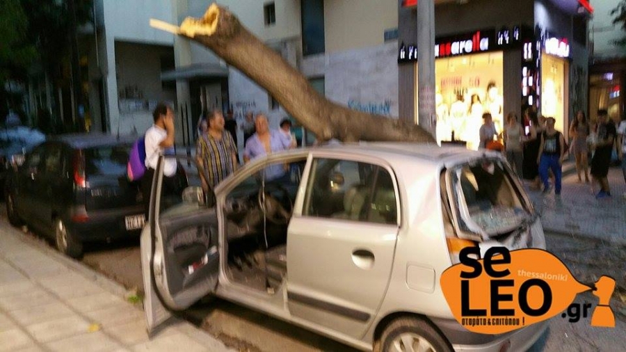 Θεσσαλονίκη: Πτώσεις δέντρων και διακοπές ρεύματος από την κακοκαιρία στο δήμο Βόλβης - Media