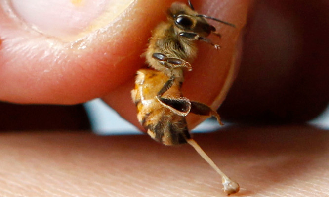 Τσίμπημα από μέλισσα ή σφήκα: Τι συμβαίνει στο σώμα και πώς το χειριζόμαστε - Media