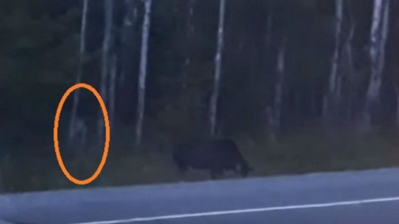 Μία οικογένεια κατέγραψε ένα πλάσμα που μοιάζει σαν το Γκόλουμ από τον «Άρχοντα των Δαχτυλιδιών» (Video) - Media