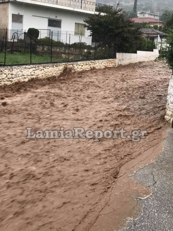 Το αξιαγάπητο λυκόσκυλο που βρέθηκε στη Ν. Μάκρη με καμένες πατούσες στη νέα οικογένεια  - Media