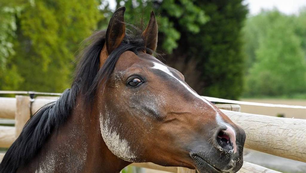 Η τρέλα δεν πάει στα βουνά: Μπήκε στο τρένο με το… άλογό του (Photo) - Media