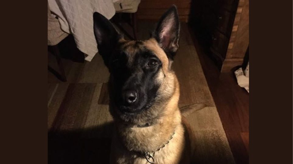 «Δεν θα σε ξεχάσουμε»! Η ΕΛ.ΑΣ. αποχαιρετά τον αστυνομικό σκύλο της (Photos) - Media