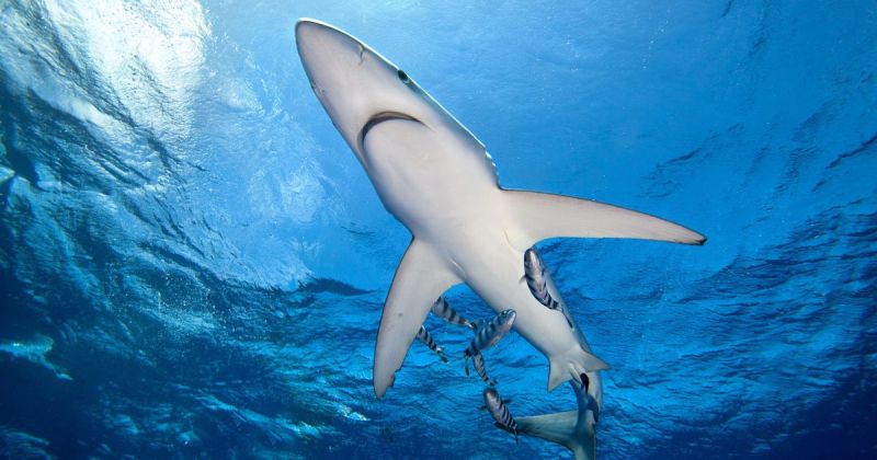 Πανικός στην παραλία: Εντοπίστηκε γαλάζιος καρχαρίας στα ρηχά (Videos) - Media