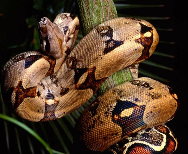 Ζούγκλα γίναμε...: Βόας καταβροχθίζει περιστέρι στη μέση της... πόλης (Photo, Video, σκληρές εικόνες) - Media