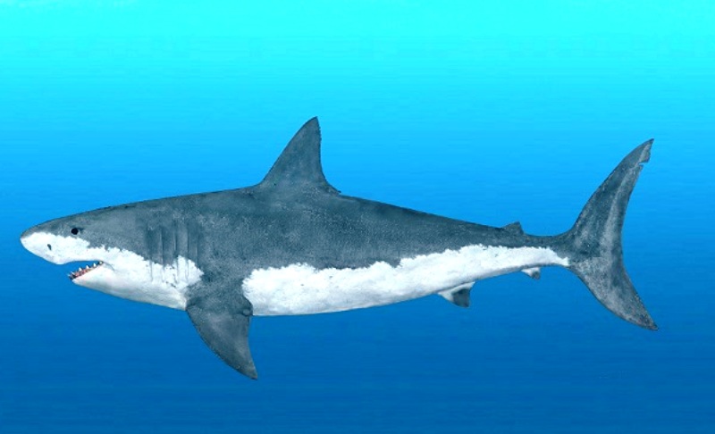 Το «εύρημα του αιώνα»: Ερασιτέχνης παλαιοντολόγος βρήκε τα δόντια τεράστιου καρχαρία (Photo) - Media