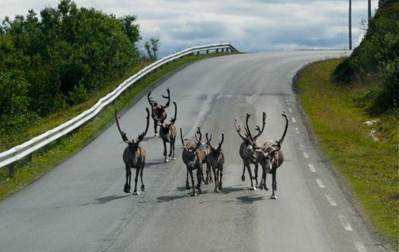 Νορβηγία: Προσοχή για τους οδηγούς – Τάρανδοι στις σήραγγες - Media