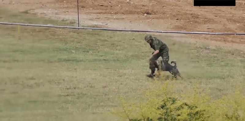 Τα στρατιωτικά σκυλιά μετέχουν ενεργά σε μονάδες του Ελληνικού Στρατού (Video)  - Media