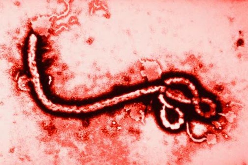 Ο ΠΟΥ προειδοποιεί: Πιθανόν να είναι αδύνατη η χρήση εμβολίου για το νέο ξέσπασμα του Έμπολα - Media