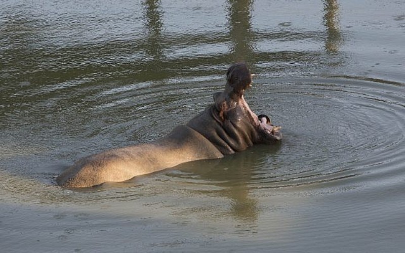 Πέθανε η «Τάμι», ο γηραιότερος ιπποπόταμος του κόσμου σε αιχμαλωσία - Media