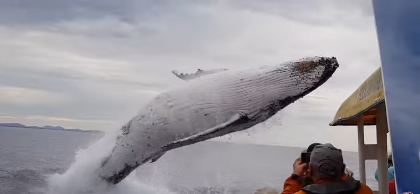 Τρόμο προκάλεσε φάλαινα σε τουρίστες – Παραλίγο να πέσει πάνω τους (Video) - Media