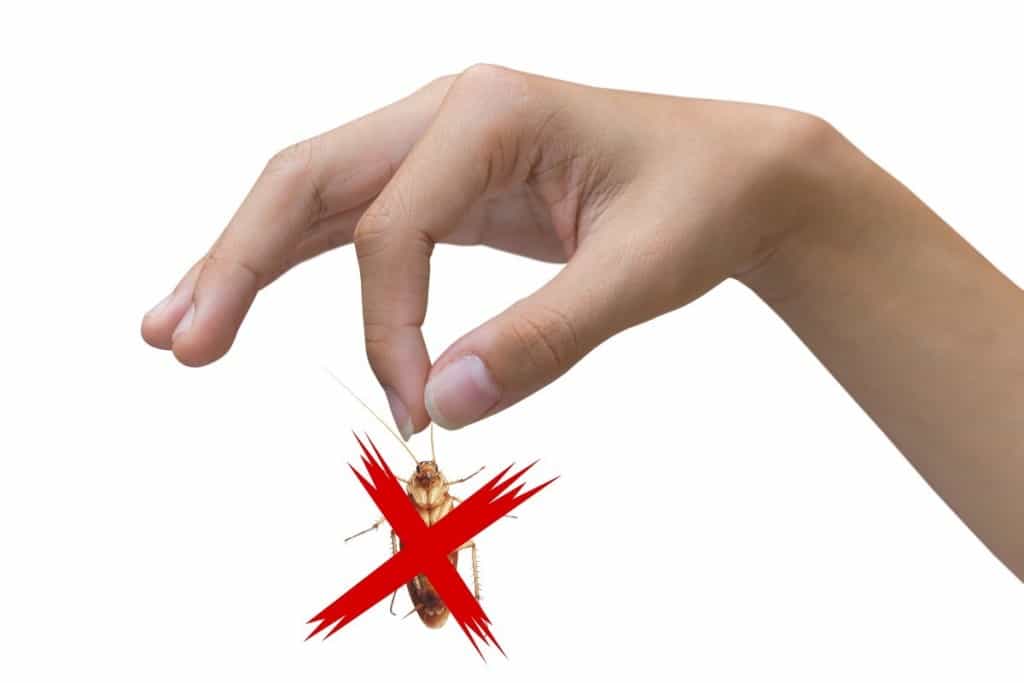 Επτά παράγοντες που προσελκύουν τις κατσαρίδες - Μάθε πως θα τις διώξεις για πάντα από το σπίτι - Media