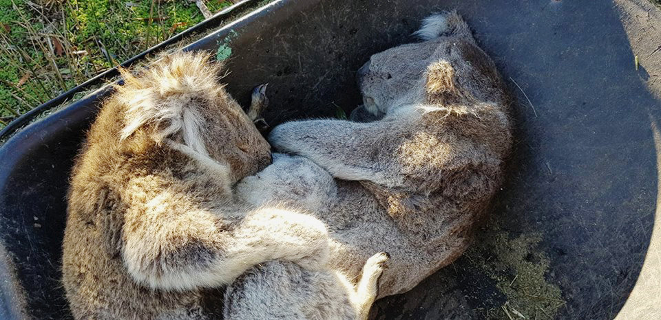 Θλιβερές εικόνες στην Αυστραλία: Κοάλα πεθαίνουν από την πείνα γιατί οι κάτοικοι κόβουν τα δέντρα  - Media
