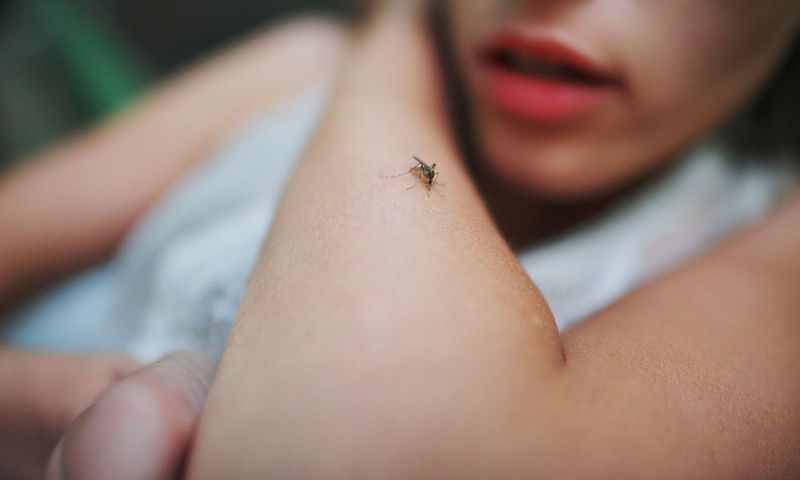 Κουνούπια: Ποιους «προτιμούν» και πώς θα αποφύγετε τα τσιμπήματα - Media