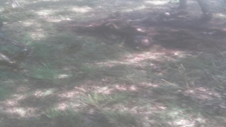 Αρκούδα εντοπίστηκε νεκρή στο Βροντερό Φλώρινας  - Media