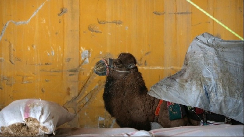 Αγρότης πουλά την καμήλα του για να εξαγοράσει τη στρατιωτική του θητεία - Media