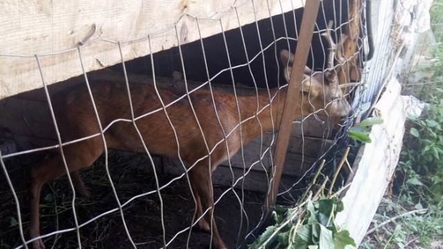 Φθιώτιδα: Βοσκός κρατούσε παράνομα αιχμάλωτο ζαρκάδι - Media