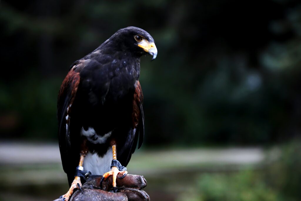 Πρέβεζα: Στο νοσοκομείο γυναίκα έπειτα από επίθεση γερακιού - Media