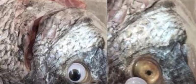 Εστιατόριο κολλούσε ψεύτικα πλαστικά μάτια στα ψάρια για να φαίνονται... φρέσκα (Photos) - Media