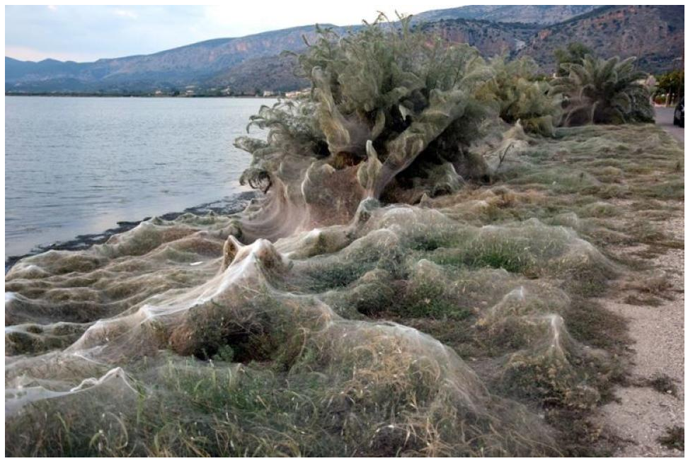 «Αποκάλυψη» με αράχνες στο Αιτωλικό: Τεράστιοι ιστοί «κατάπιαν» μεγάλο σημείο τρομάζοντας τους κατοίκους (Photos) - Media
