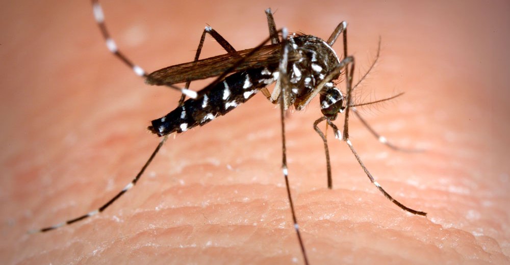 Βραυρώνα: Στειρώνουν με ακτινοβολία τα κουνούπια-τίγρεις - Media