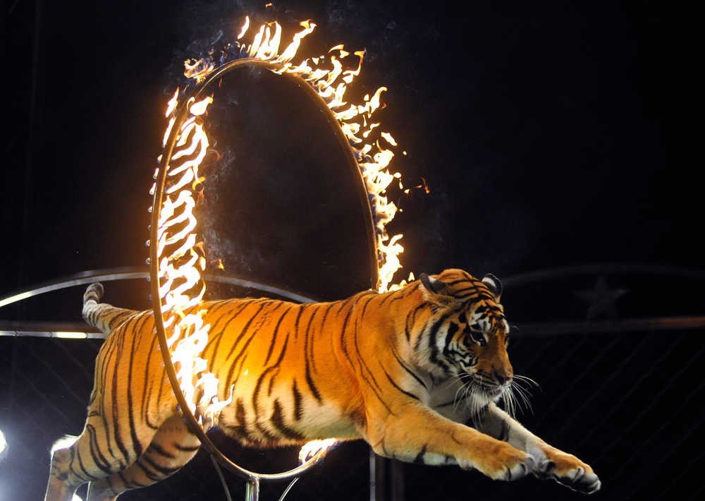 Κτηνωδία: Τίγρης κατέρρευσε την ώρα παράστασης σε τσίρκο (Video, σκληρές εικόνες) - Media